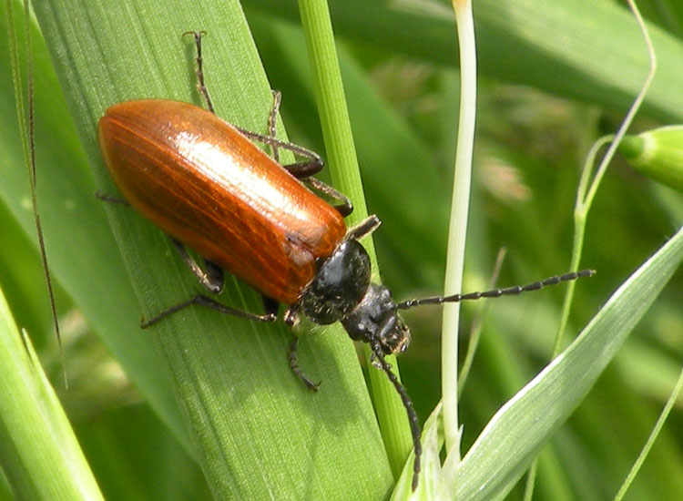 Elateridae Cebrioninae ?  No, Tenebrionidae:  Omophlus cfr. lepturoides